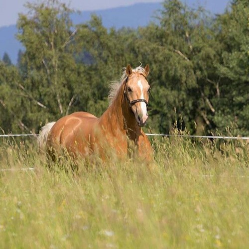 Hufkratzer Hufauskratzer Hufbürste, mit #58020303_2